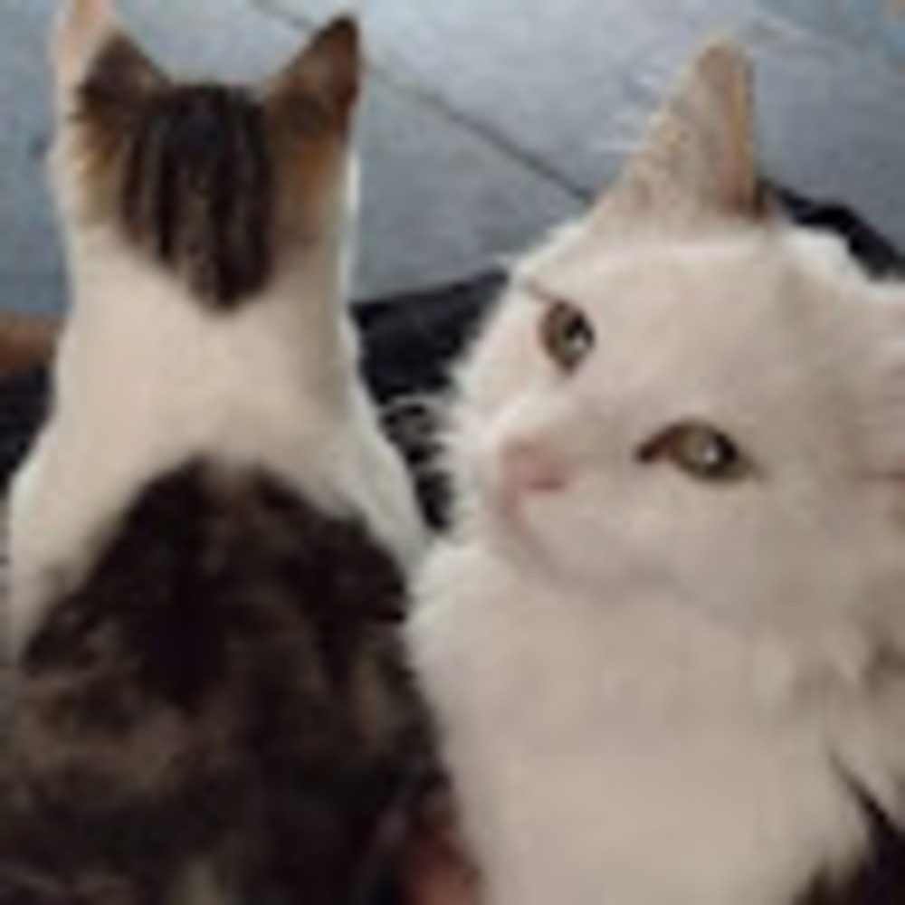 Meet your Posher, Aarrian